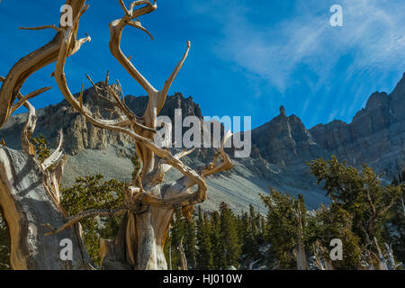 Ancient Great Basin Bristlecone Pine, Pinus longaeva, in a grove below Jeff Davis Peak in Great Basin National Park, Nevada, USA Stock Photo