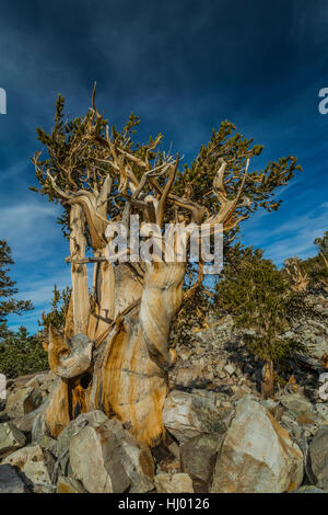 Ancient Great Basin Bristlecone Pine, Pinus longaeva, in a grove near Wheeler Peak in Great Basin National Park, Nevada, USA