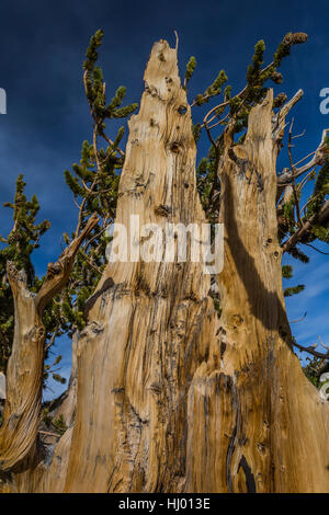 Beautiful grain in the wood of an ancient Great Basin Bristlecone Pine, Pinus longaeva, Great Basin National Park, Nevada, USA Stock Photo