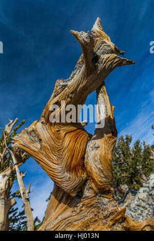 Beautiful grain in the wood of an ancient Great Basin Bristlecone Pine, Pinus longaeva, Great Basin National Park, Nevada, USA Stock Photo