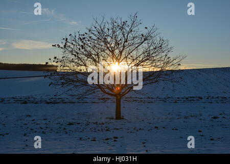 Chestnuts - tree (Quercoideae) at the sundown in winter with snow Stock Photo