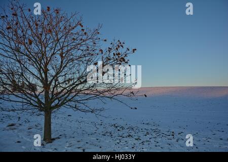 Chestnuts - tree (Quercoideae) in the evening light with snow and field Stock Photo