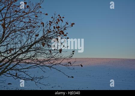 Chestnuts - tree (Quercoideae) in the evening light with snow and field Stock Photo