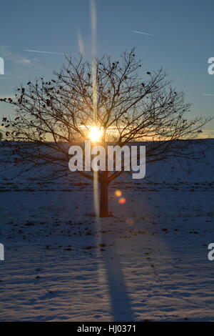 Chestnuts - tree (Quercoideae) at the sundown in winter with snow Stock Photo