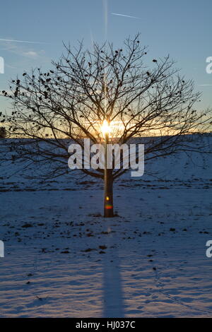 Chestnuts - tree (Quercoideae) at the sundown in winter with snow Stock Photo