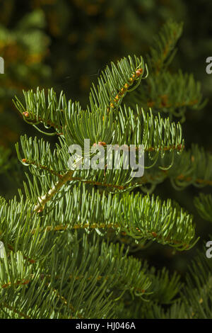 White Fir, Abies concolor, branches and needles close-up in Great Basin National Park, Nevada, USA Stock Photo
