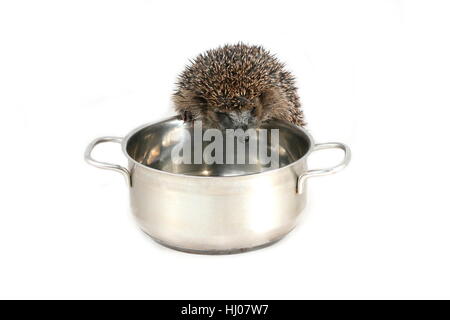 Hungry hedgehog looking for food in a cooking pot Stock Photo