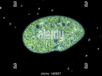 Darkfield light micrograph of Paramecium bursaria,a ciliate protozoan,that contains endosymbiotic green algae (Chlorella sp.).Paramecium are found mainly in stagnant ponds,feeding on bacteria plant particles.They have permanent mouth called oral grove.Food taken in through oral groove is digested Stock Photo