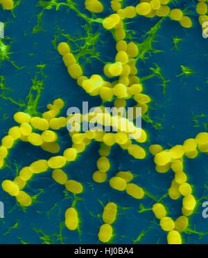 Coloured scanning electron micrograph (SEM) of Streptococcus thermophilus,Gram-positive,coccoid prokaryote (bacterium).Streptococcus thermophilus (also known as: Streptococcus salivarius subsp.thermophilus) is facultative anaerobe that belongs to group of lactic acid bacteria that convert lactose Stock Photo