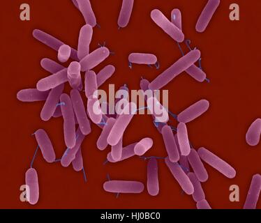 Scanning electron micrograph (SEM) of Pseudomonas aeruginosa Stock ...