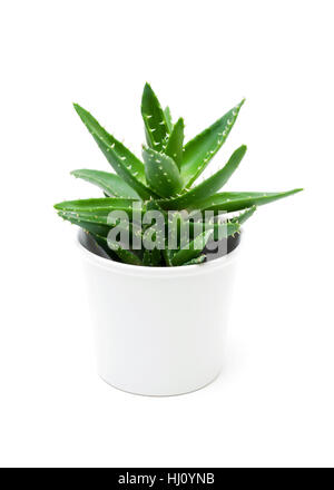 Growth of aloe vera in the flowerpot isolated on white background Stock Photo