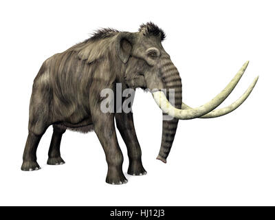 elephant, ivory, tusk, mammoth, palaeontology, big, large, enormous, extreme, Stock Photo