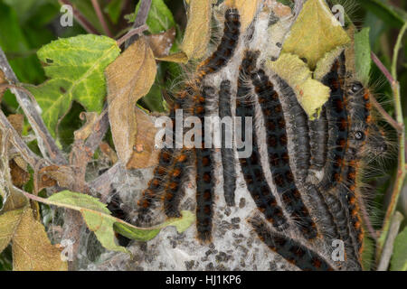 Wollafter, Frühlings-Wollafter, Raupe, Raupen, Raupengespinst, Eriogaster lanestris, Bombyx lanestris, Small Eggar, caterpillar, caterpillars, bombyx  Stock Photo