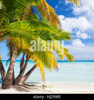 Coconut palms grow on white sandy beach. Caribbean Sea coast, Dominican republic, Saona island. Natural square background photo