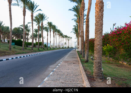 Empty highway between row of palm trees and flowering shrubs on a sunny summer day