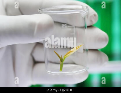 Plant in a beaker holding by hand as tissue culture concept Stock Photo