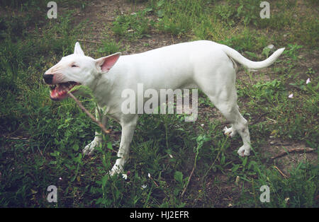 White English Bull Terrier play with a stick on nature Stock Photo