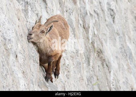 Alpine ibex on dam (Capra ibex), a female is licking mineral salts on a near-vertical wall. Stock Photo