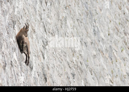 Alpine ibex on dam (Capra ibex), juvenile male Stock Photo