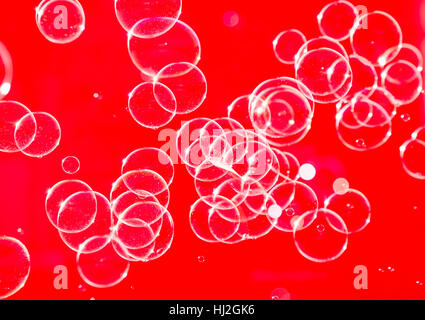 Soap bubbles in the air Stock Photo