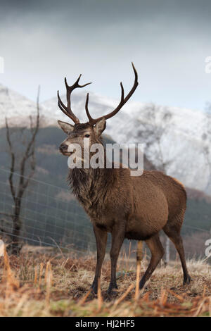 Glen Etive, Scotland. Picturesque view of a wild stag in Glen Etive. Stock Photo