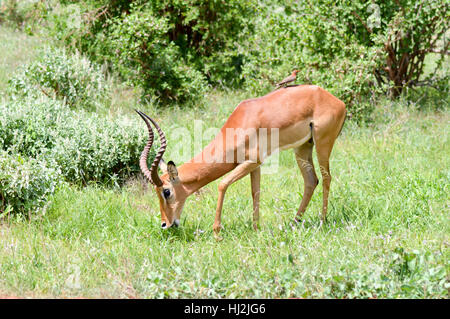 Impala isolated grazing in East Tsavo Park in Kenya Stock Photo