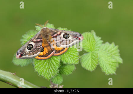 Male Emperor Moth Pavonia pavonia sat on heather with wings open and a ...