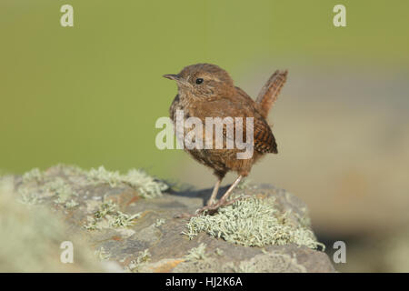 Fair Isle Wren (Troglodytes troglodytes fridariensis) - a juvenile of this endemic subspecies perched on a lichen-encrusted rock Stock Photo