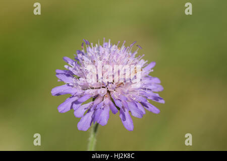 Field Scabious (Knautia arvensis), a purple flower of summer chalk grasslands in Britain Stock Photo