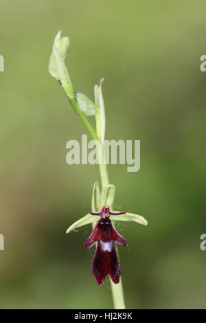 Fly Orchid (Ophrys insectifera) - a spike with a single burgundy and blue flower that mimics a pollinator wasp Stock Photo