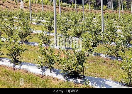 Young seedlings of blueberry plantation, note shallow depth of field Stock Photo