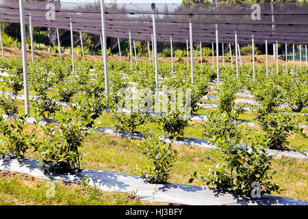 Young seedlings of blueberry plantation, note shallow depth of field Stock Photo