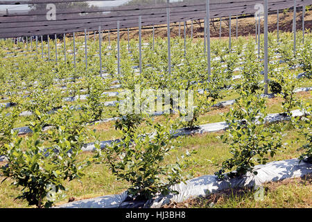 Young seedlings of blueberry plantation, note shallow depth of field Stock Photo