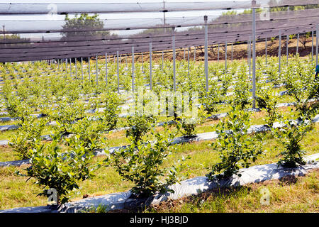 Young seedlings of blueberry plantation, note shallow depth of field Stock Photo