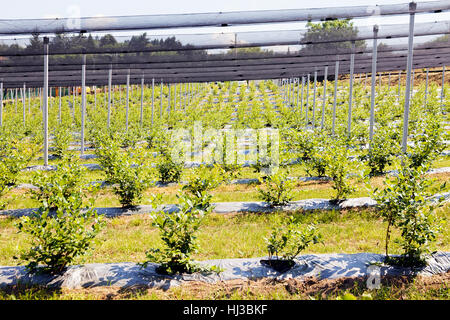 Young seedlings of blueberry plantation, note shallow depth of field Stock Photo