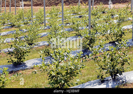 Young seedlings of blueberry plantation, note shallow depth of field Stock Photo