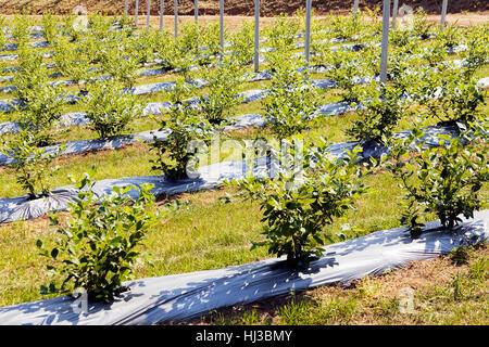 Young seedlings of blueberry plantation, note shallow depth of field Stock Photo