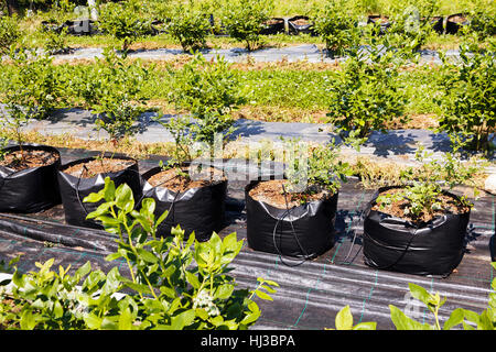 Young seedlings of blueberry plantation, note shallow depth of field Stock Photo