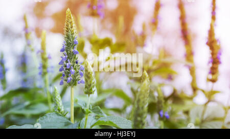 Purple chia flowers on stalk growing in garden in Spring landscape Stock Photo