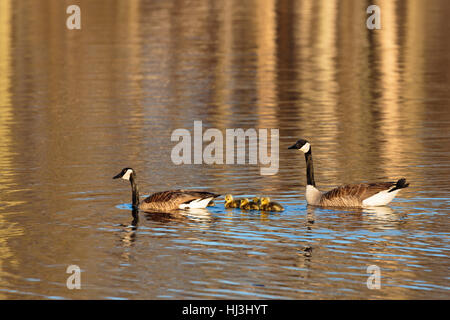 Family of Canada geese (Branta canadensis) out for a swim in a Wisconsin lake. Stock Photo