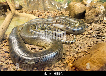 Jiboia (Epicrates cenchria) is a boa species endemic to Central and South America. Stock Photo