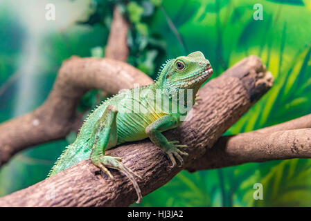 Chinese Water Dragon (Physignathus cocincinus) slithering on a branch Stock Photo