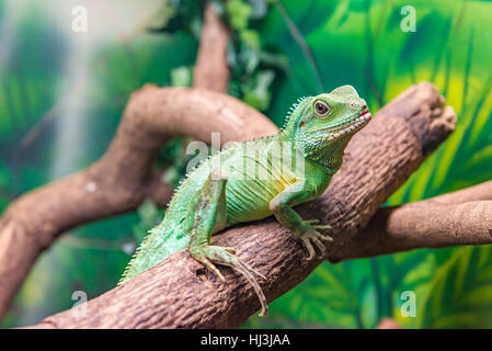 Chinese Water Dragon (Physignathus cocincinus) slithering on a branch Stock Photo