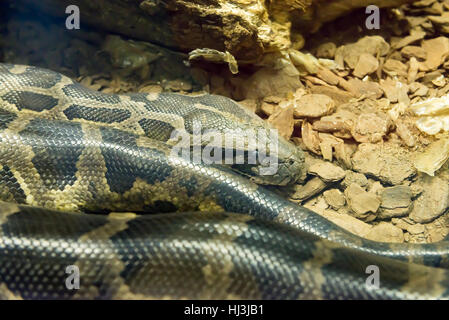 Jiboia (Epicrates cenchria) is a boa species endemic to Central and South America. Stock Photo