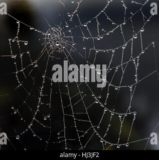 Droplets of water on spiders web Stock Photo