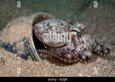 Underwater photo of the White-spotted octopus hiding in the old beer can laying in the sand on the bottom of the Red Sea Stock Photo