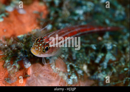 Underwater close-up photo of red Striped triplefin (Helcogramma striatum) sitting on an orange sponge covered with green algae Stock Photo