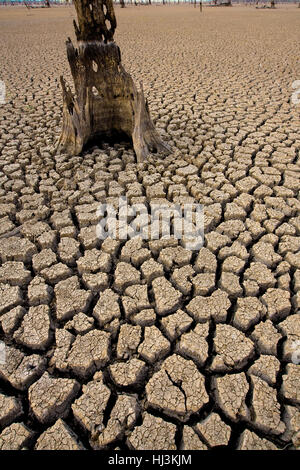Drowned by artificially high water levels created by an irrigation project. Drought has  again revealed stump of old tree . Stock Photo