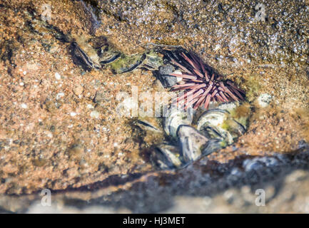 A pink and purple burrowing urchin tucked away in a rocky crevice in shallow water. Stock Photo
