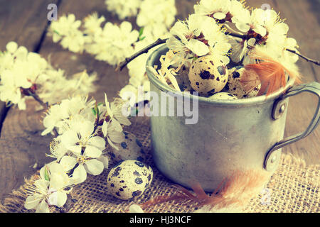 Quail eggs, flowers and feather. Branch of apricot blossom, feather and quail egg in aluminum cup with sacking on a wooden board. Coloring and process Stock Photo